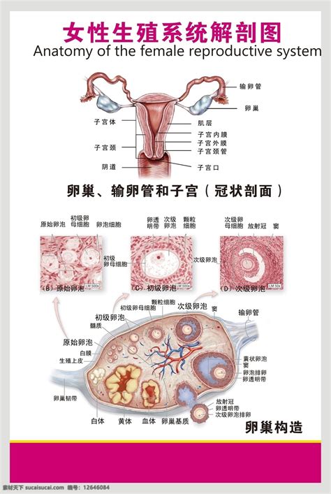 女人的生殖器|女性生殖结构：